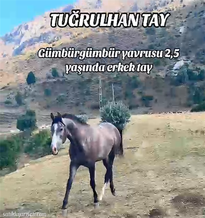 satilikyarisati