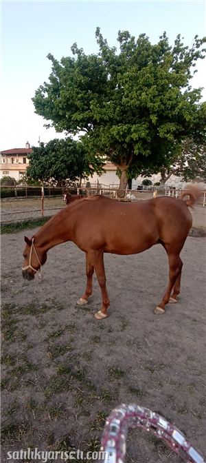 satilikyarisati