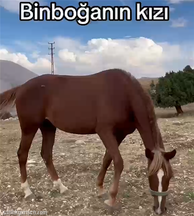 satilikyarisati