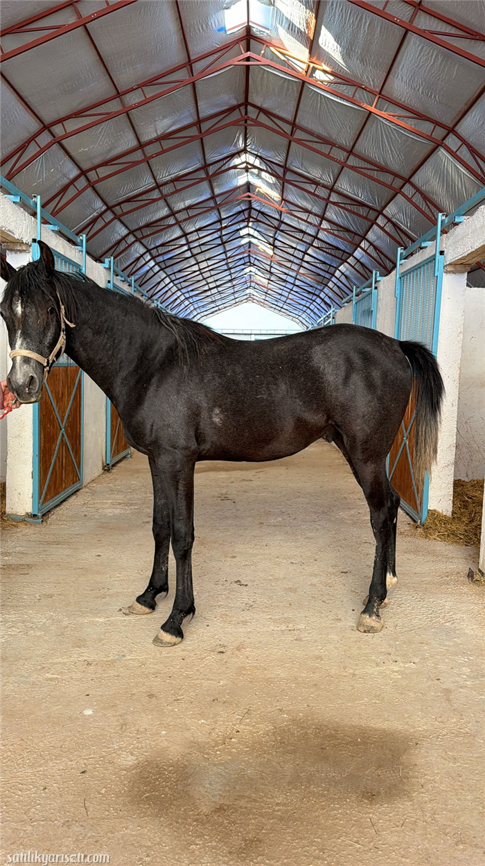 satilikyarisati