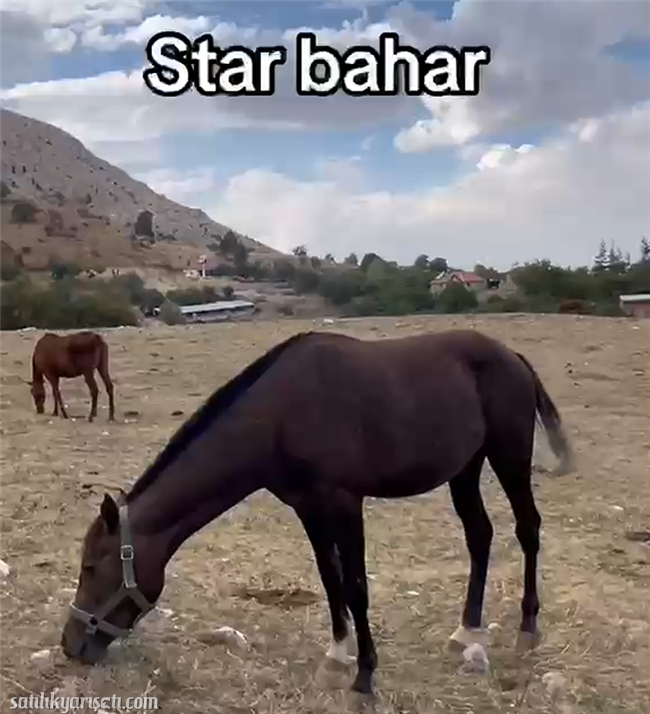 satilikyarisati