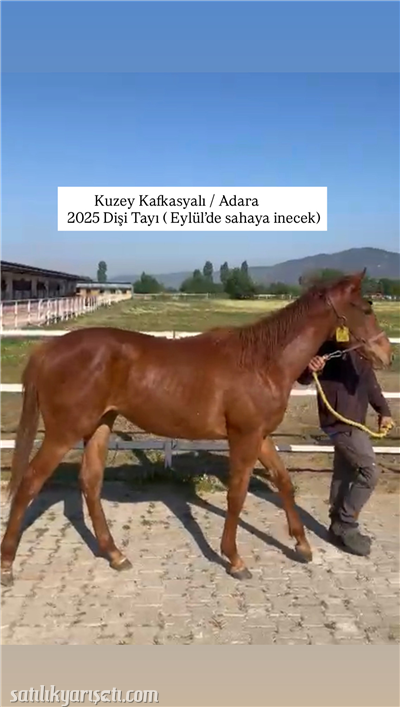 satilikyarisati