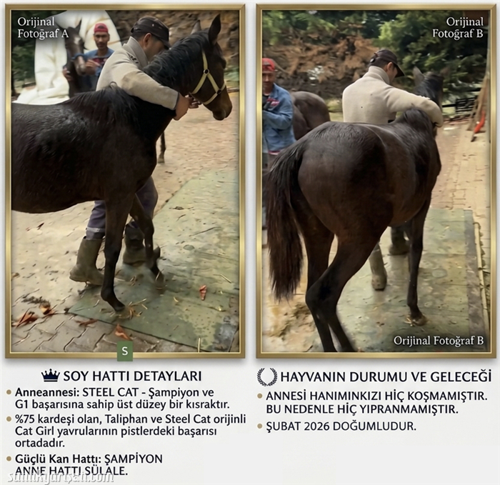 satilikyarisati