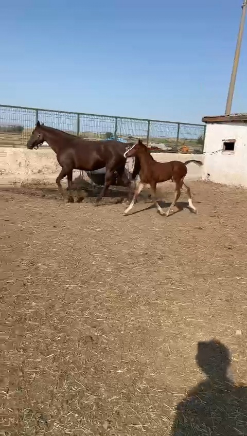 satilikyarisati
