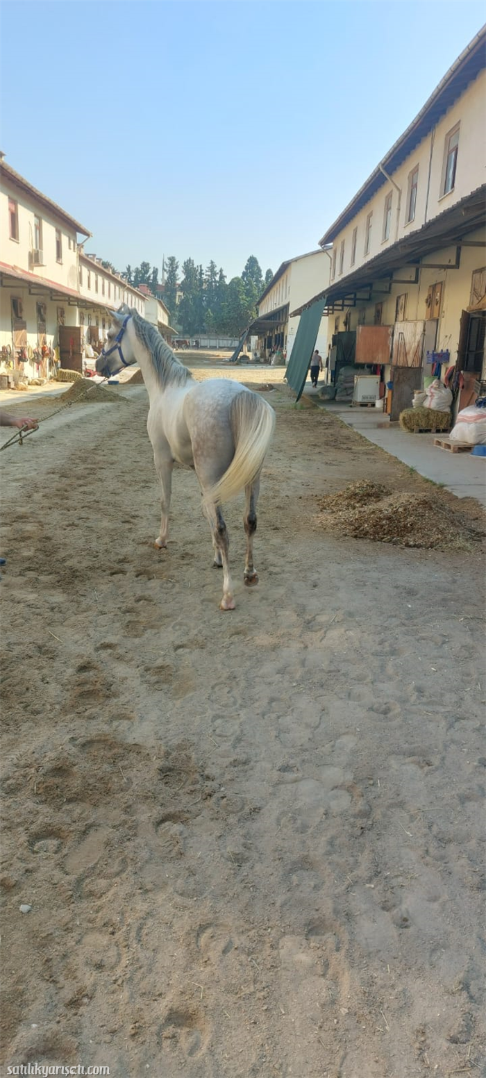 satilikyarisati