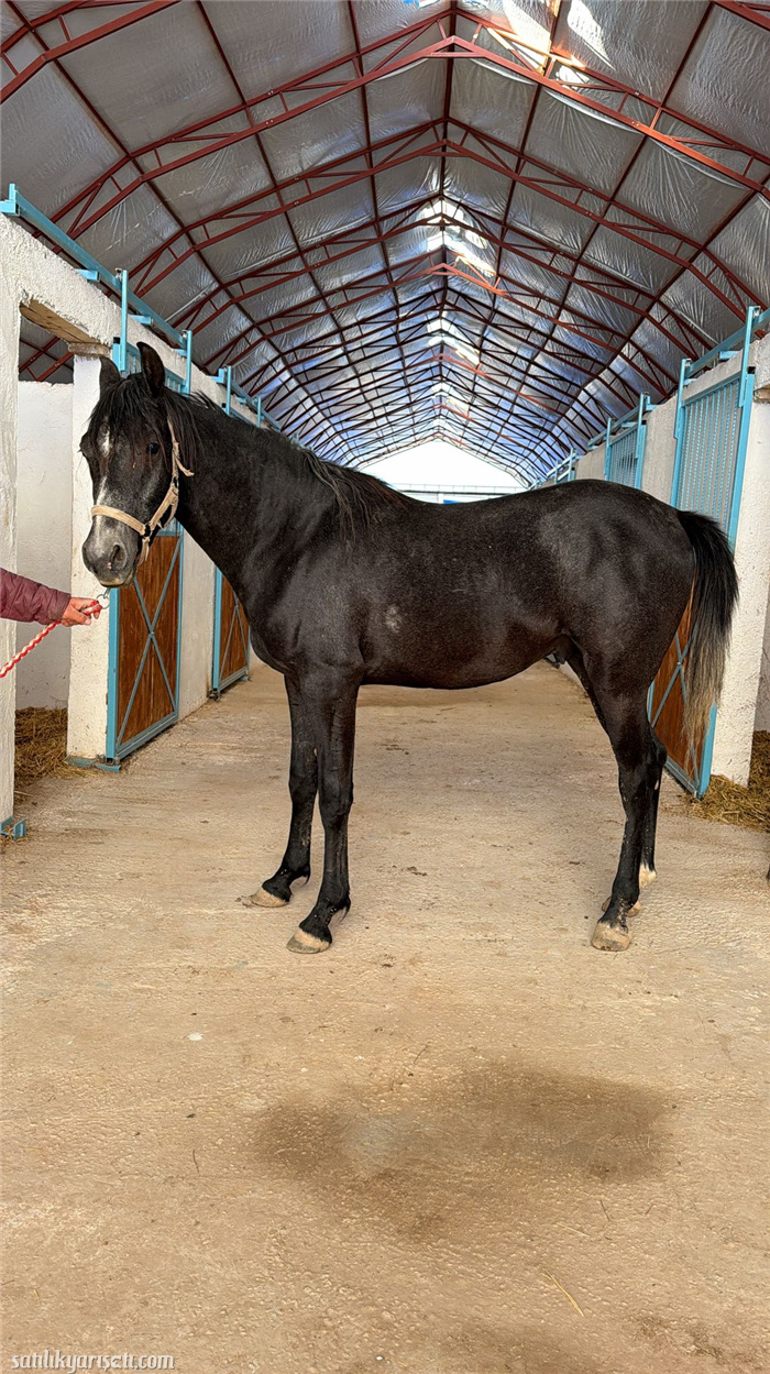 satilikyarisati