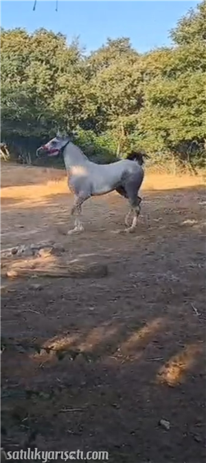 satilikyarisati