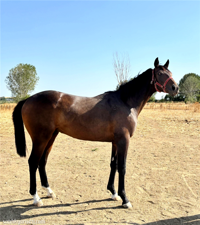 satilikyarisati